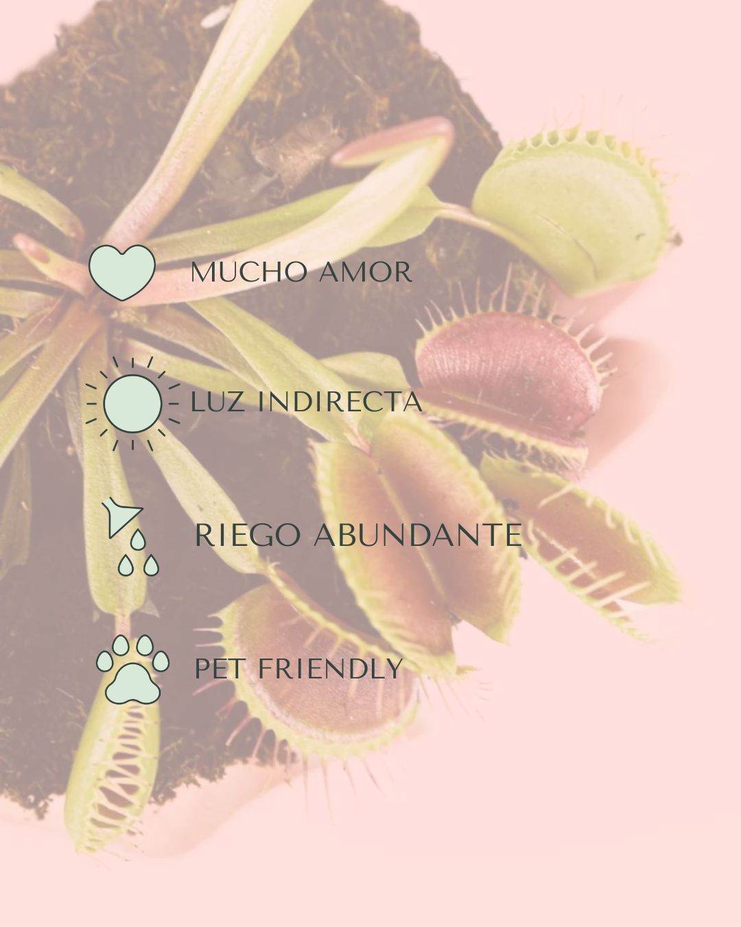 cuidados carnivora dionaea