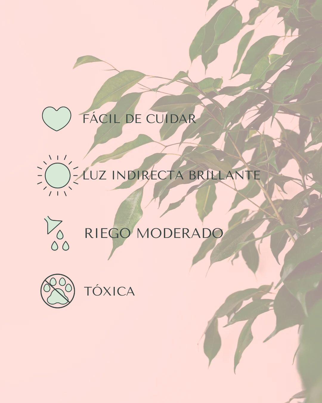 cuidados ficus benjamina