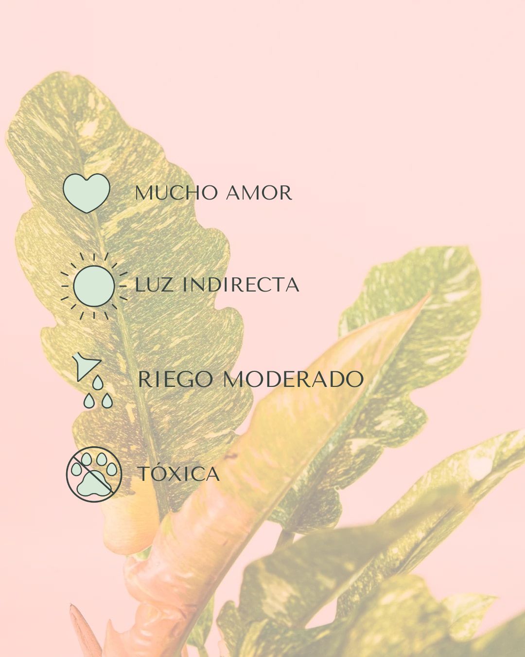 cuidados philodendron ring of fire