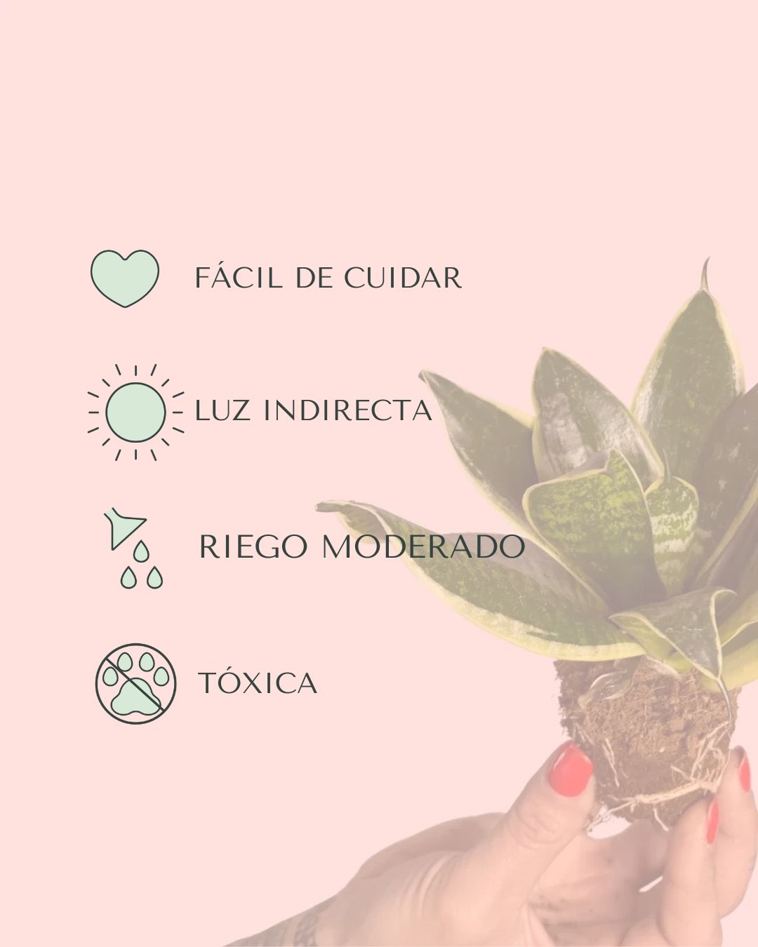 cuidados sansevieria golden