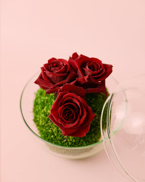 Cupido – Rosas Preservadas Mini Bol - Pur Plant