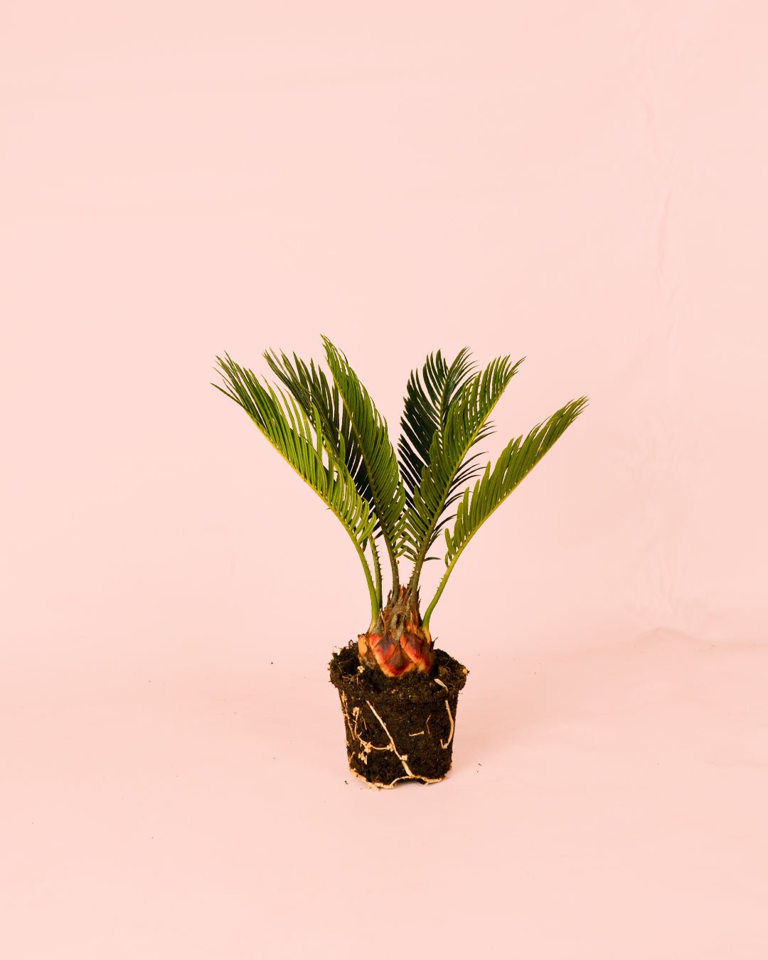 Cyca Revoluta Mini - Pur Plant