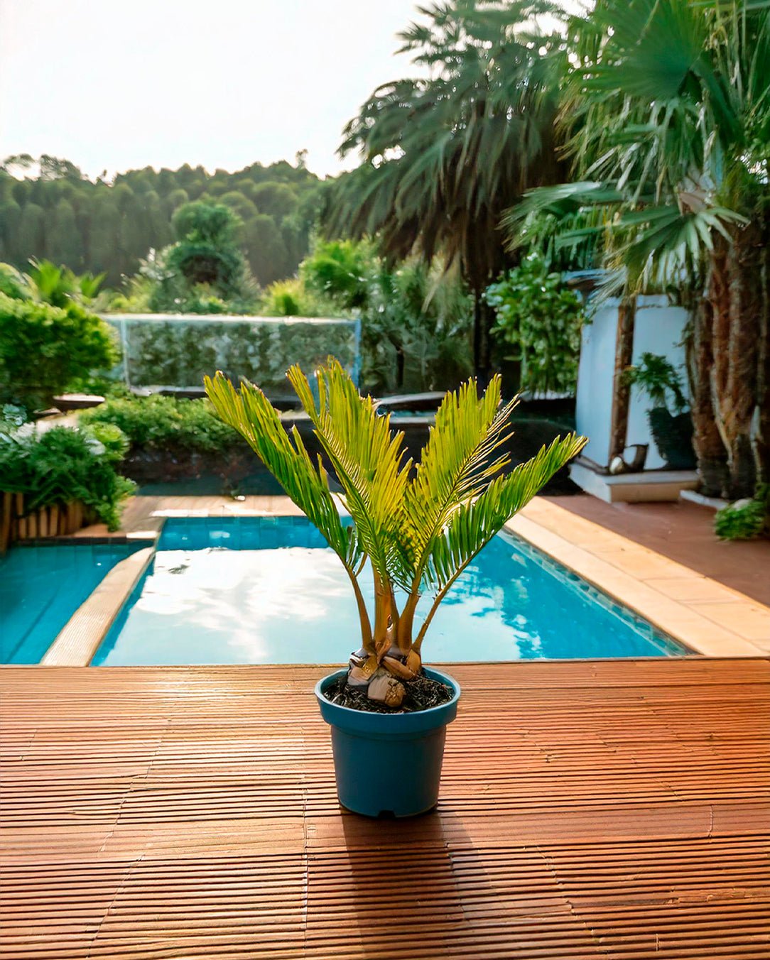 Cyca Revoluta Mini - Pur Plant