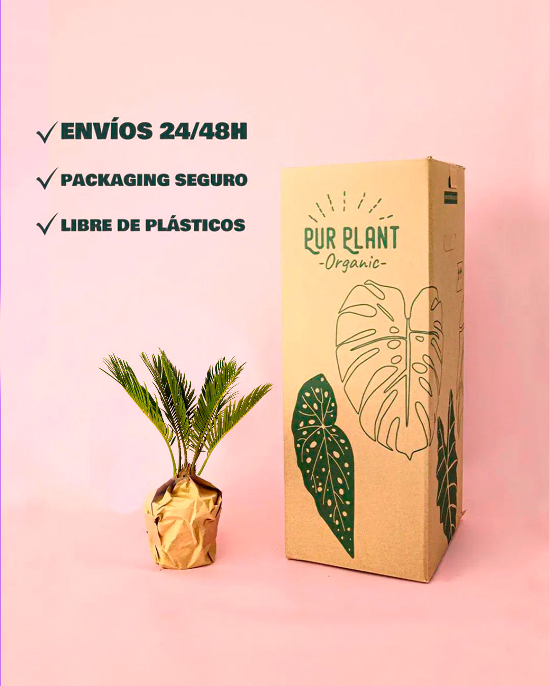 cyca-revoluta-packaging
