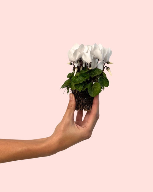 Cyclamen Blanco Mini - Pur Plant