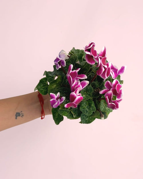 Cyclamen Snow Rosado - Pur Plant