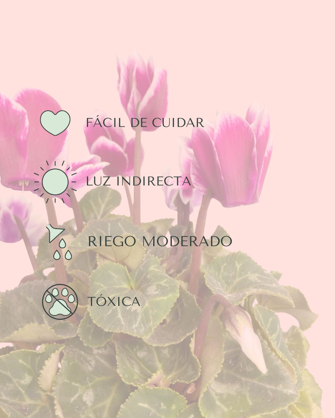 Cyclamen Snow Rosado - Pur Plant