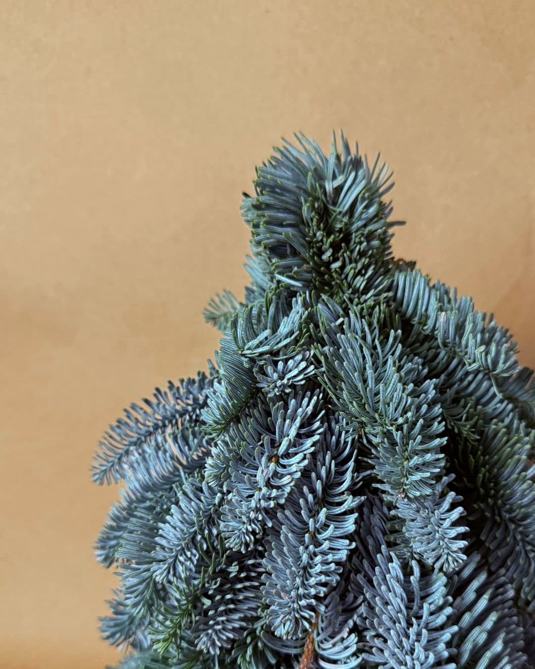 detalle arbol navidad natural