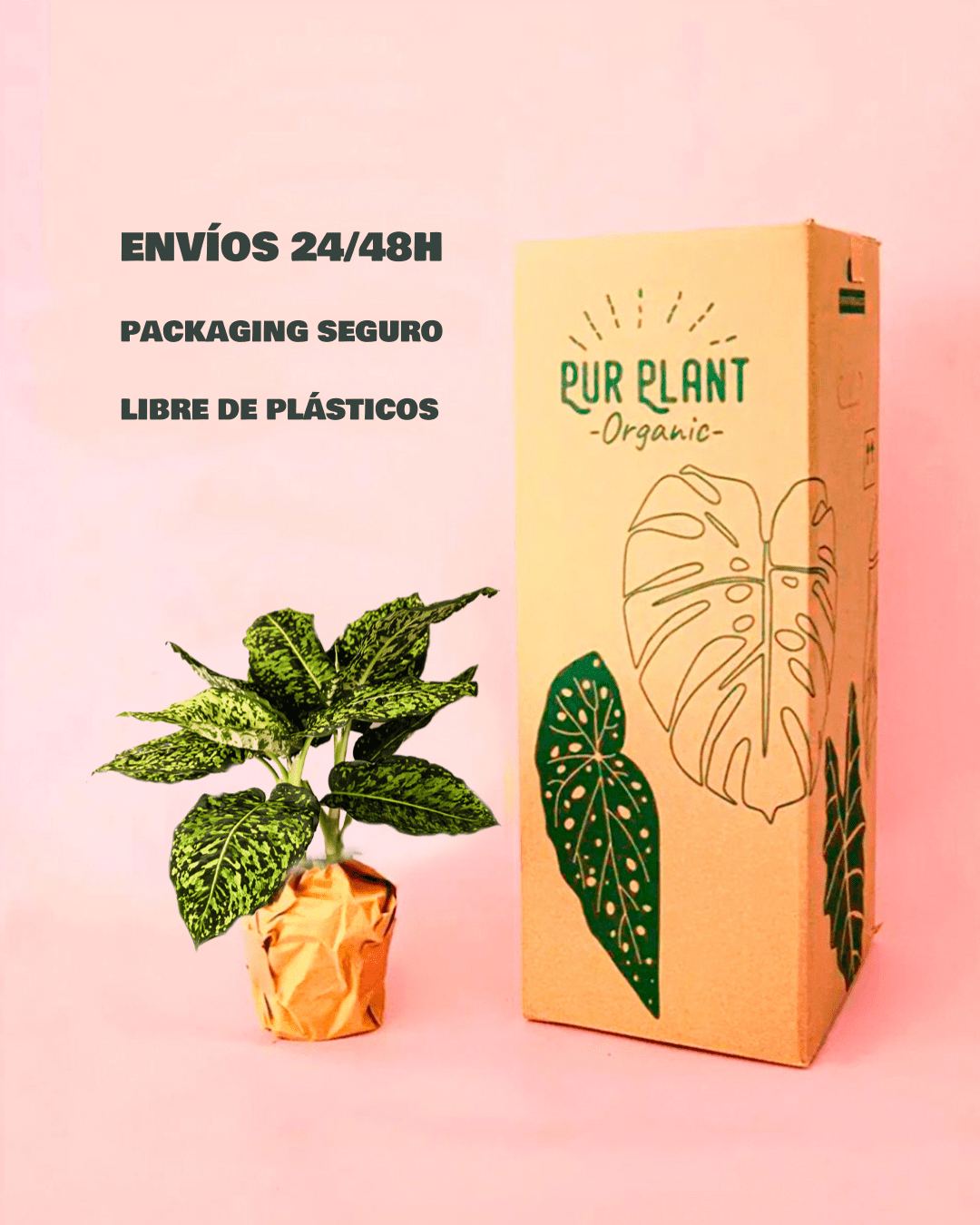 Dieffenbachia Reflector M - Pur Plant