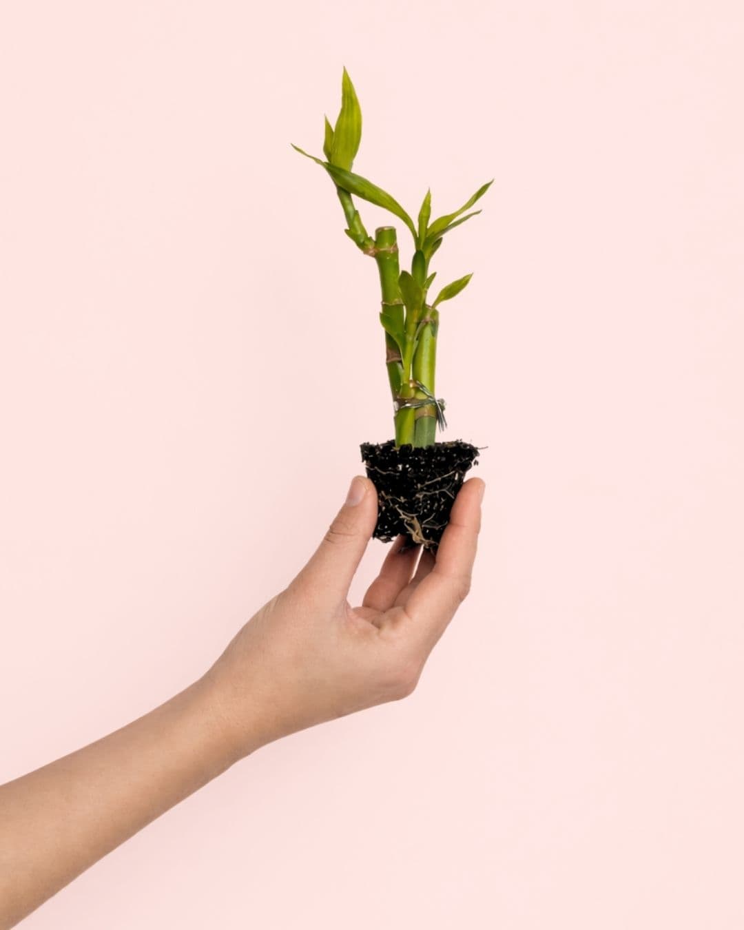 Dracaena Lucky Bamboo Maceta Mini - Pur Plant