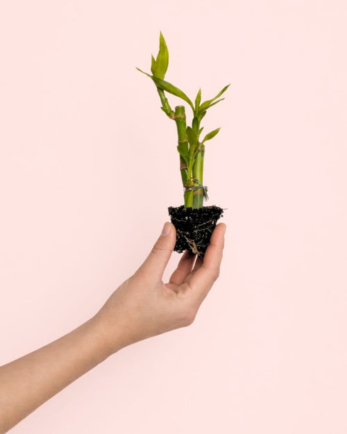 Dracaena Lucky Bamboo Maceta Mini - Pur Plant
