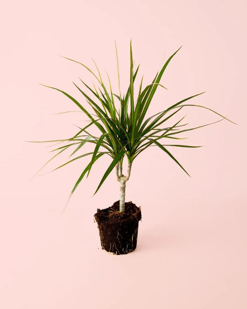 Dracaena Marginata M - Pur Plant