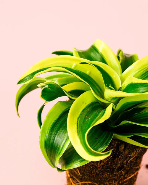 Dracaena Mix M - Pur Plant