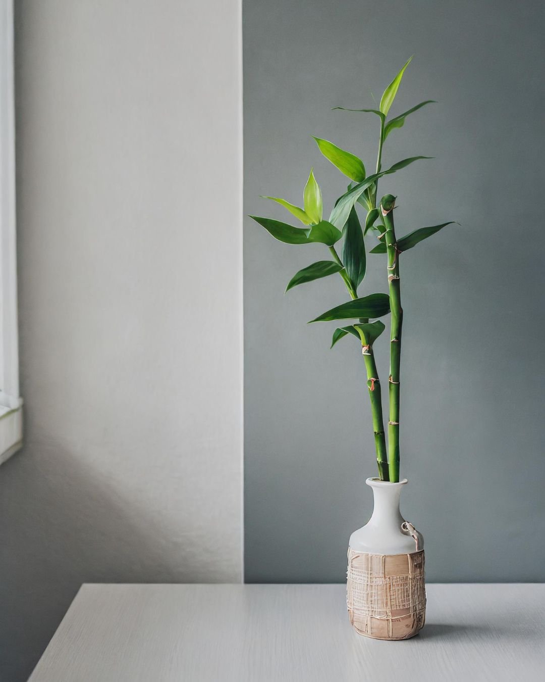 Dracaena Sanderiana – Lucky Bamboo - Pur Plant