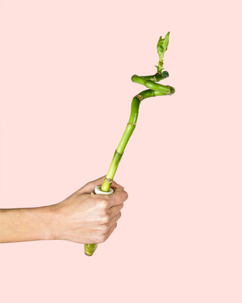 Dracaena Sanderiana – Lucky Bamboo - Pur Plant