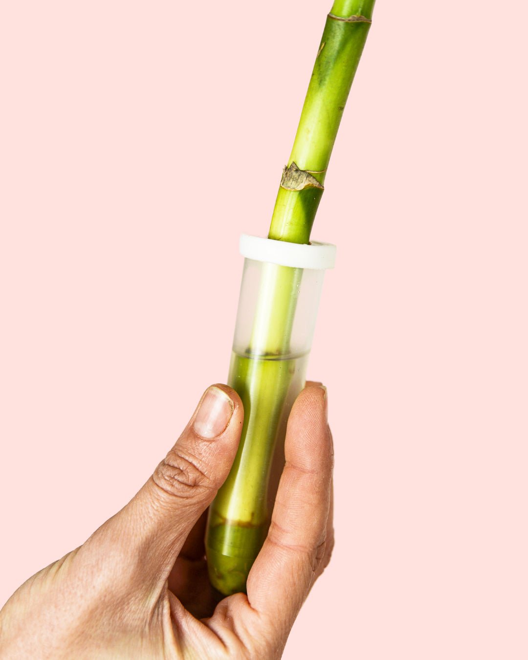 Dracaena Sanderiana – Lucky Bamboo - Pur Plant