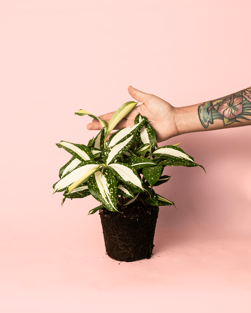 Dracaena Variegada Milky - Pur Plant