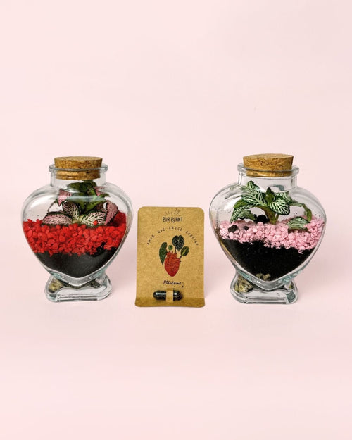 Duo Terrarios Love – Fittonia Mini - Pur Plant