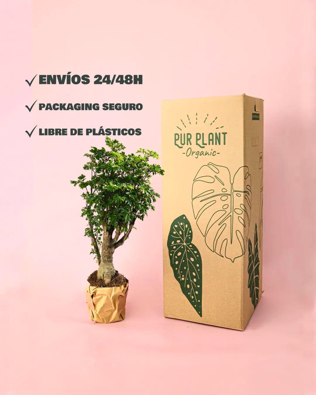 envio Bonsái Polyscias Fruticosa packaging