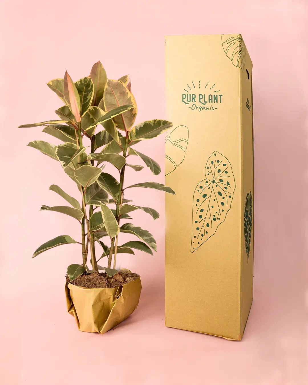 envio ficus tineke packaging