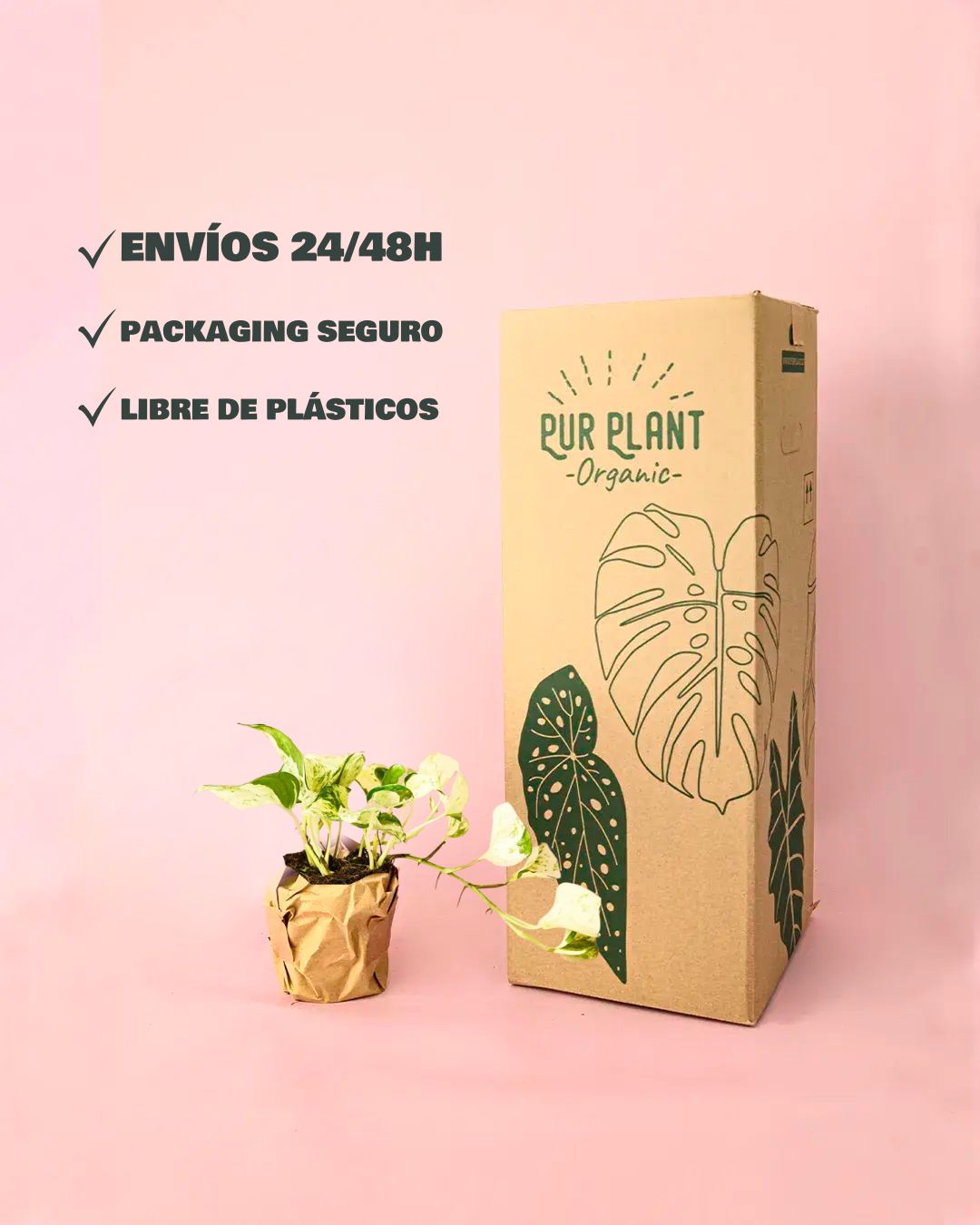envio potho variegado packaging
