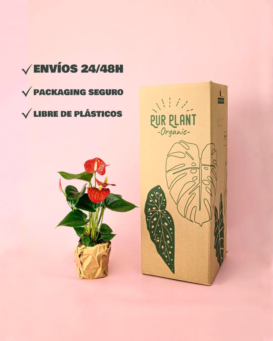envios anthurium rojo packaging