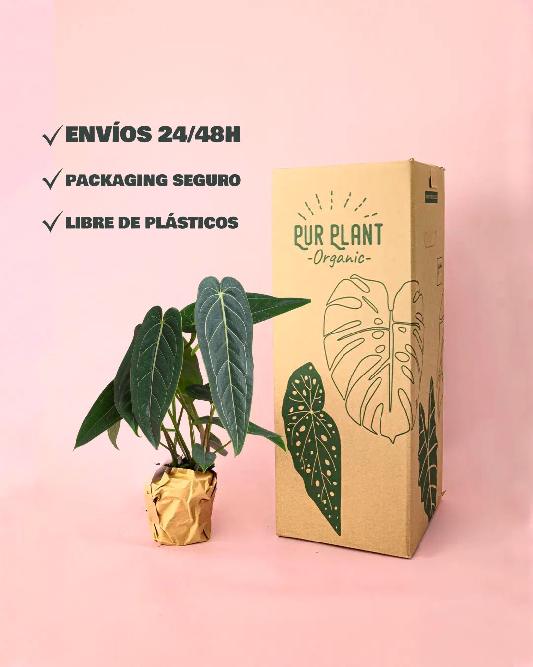envios-anthurium-warocqueanum-packaging
