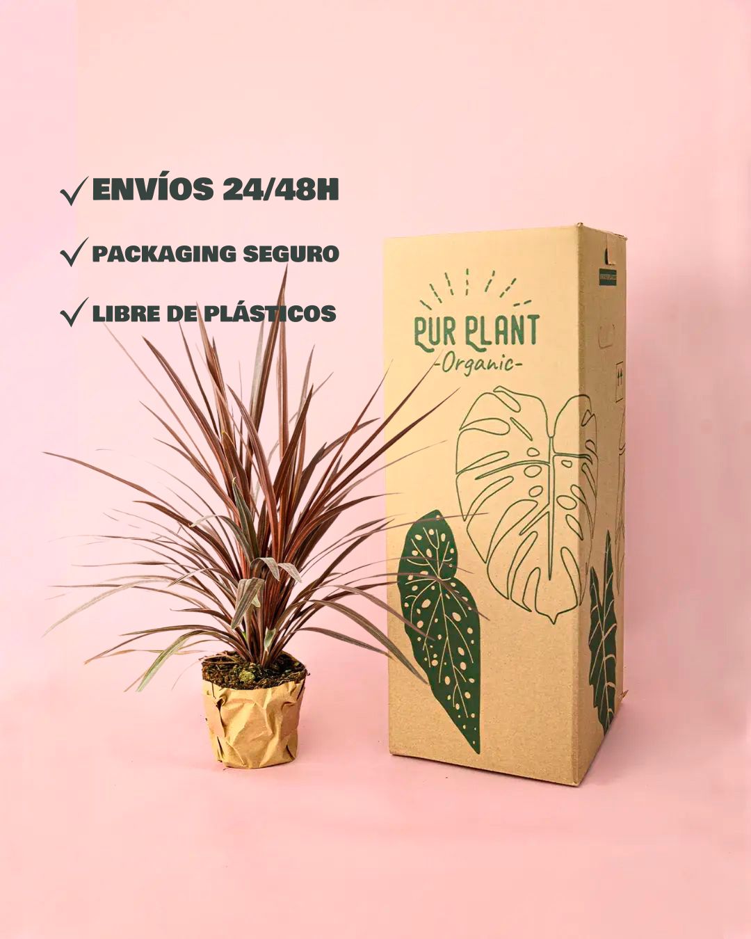 envios packaging cordyline