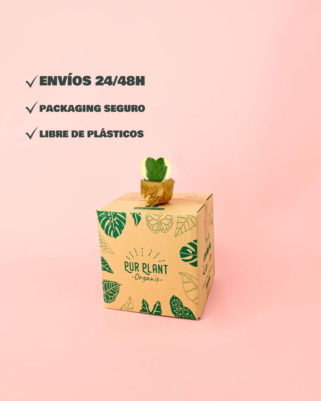 Hoya Kerrii Variegada