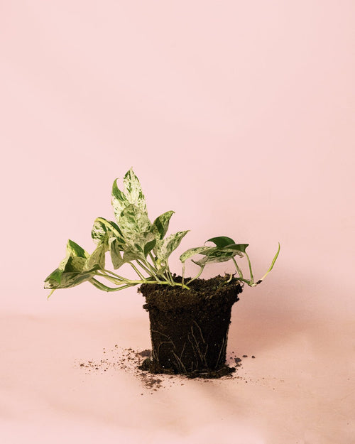 Epipremnum Albo Marble Variegata M - Pur Plant
