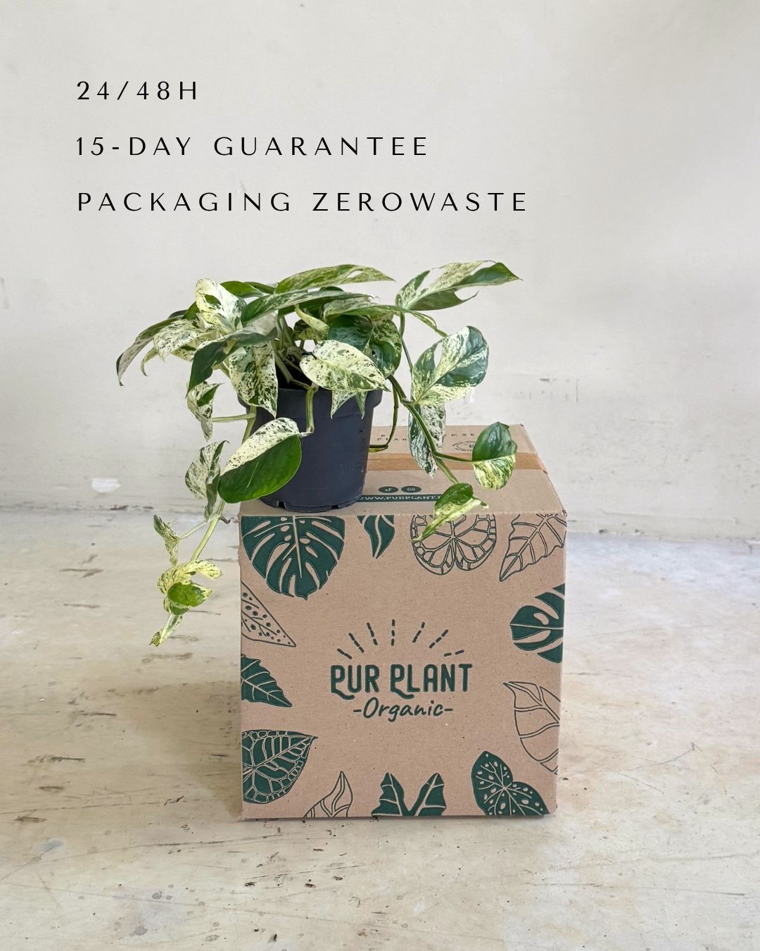 epipremnum-albo-marble-variegata-m-packaging