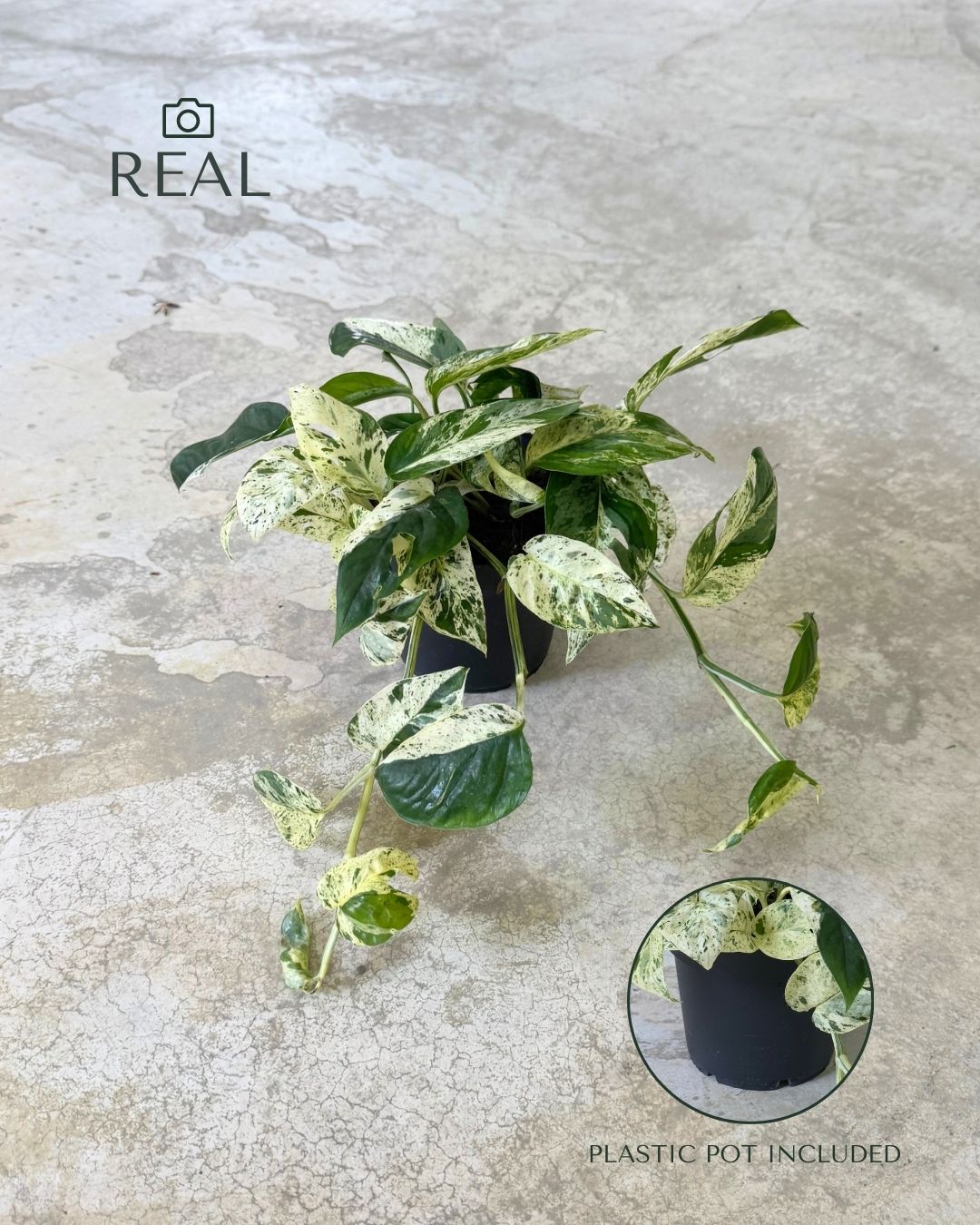 epipremnum-albo-marble-variegata-m-real