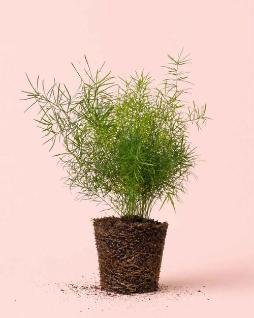 Esparraguera de Jardín - Asparagus Sprengeri M - Pur Plant
