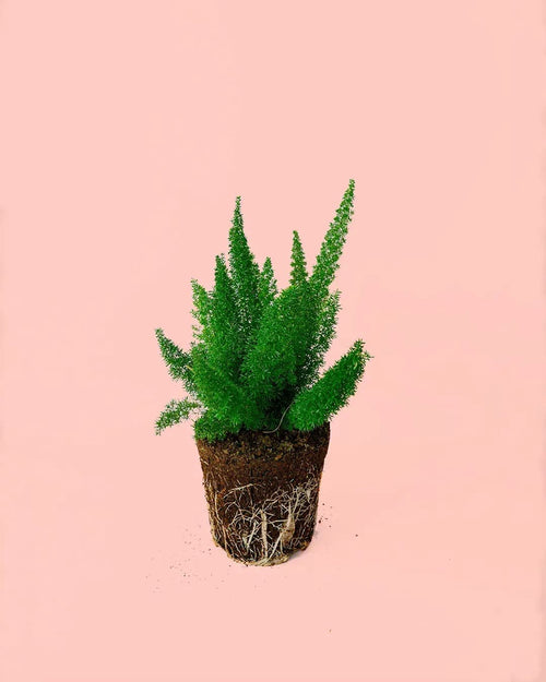 Esparraguera Meyerii M - Pur Plant