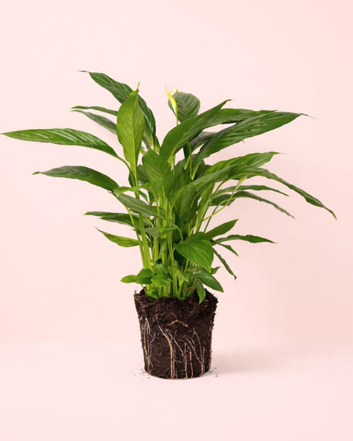 Espatifilo – Lirio de La Paz L - Pur Plant