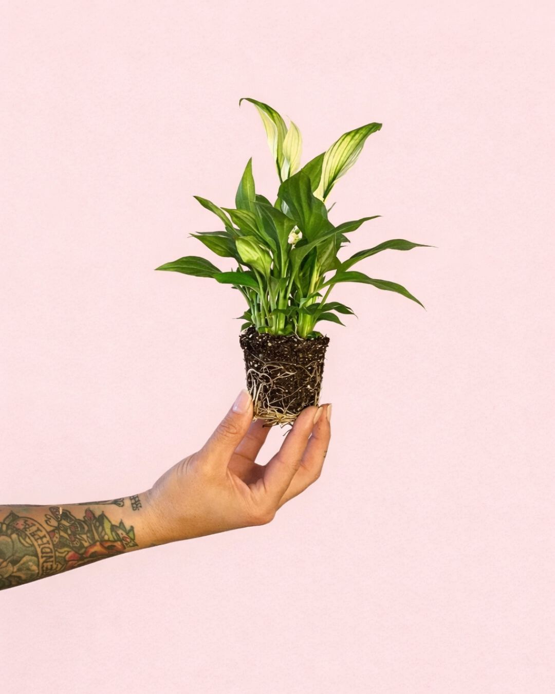 espatifilo lirio de la paz mini