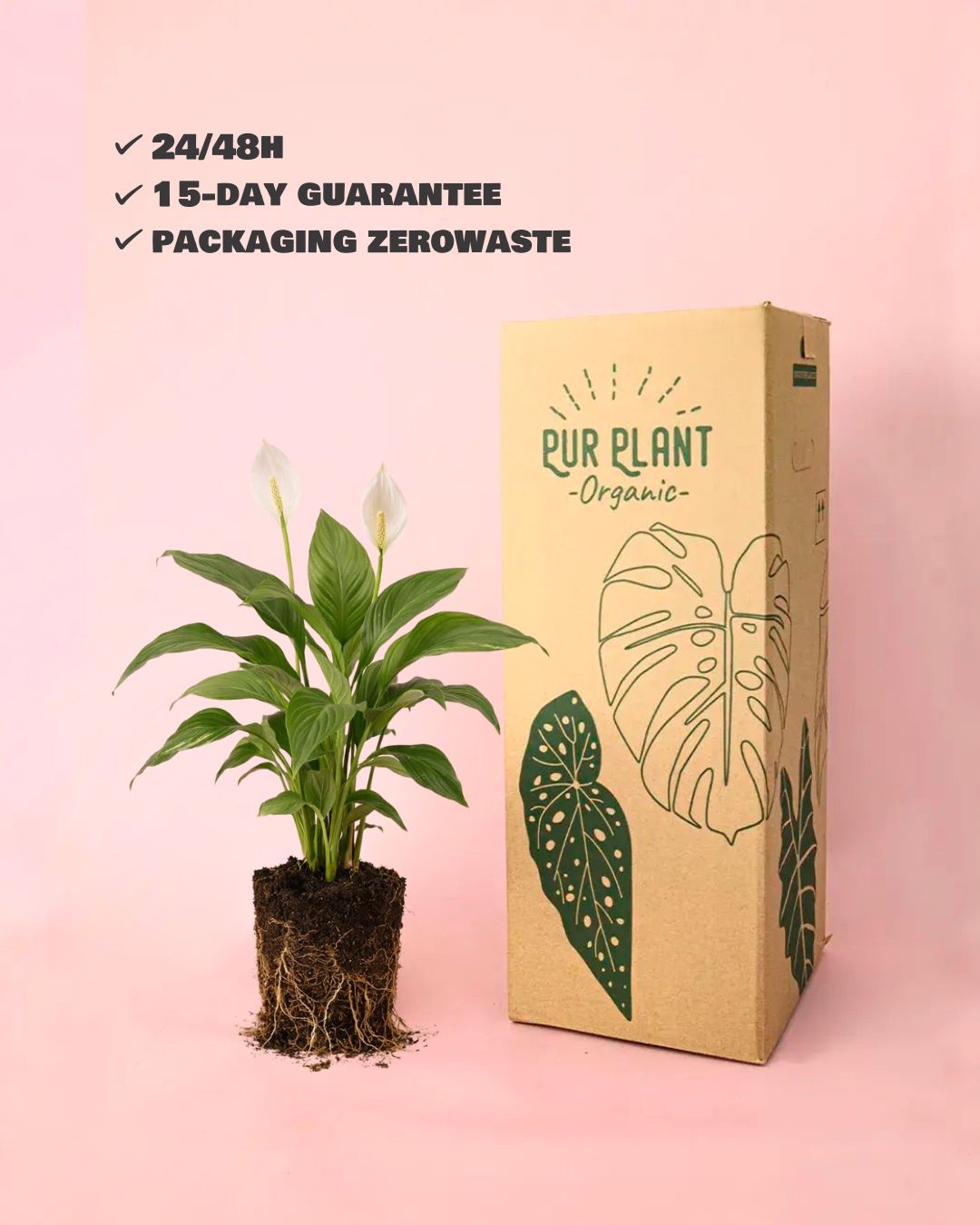 espatifilo lirio de la paz packaging