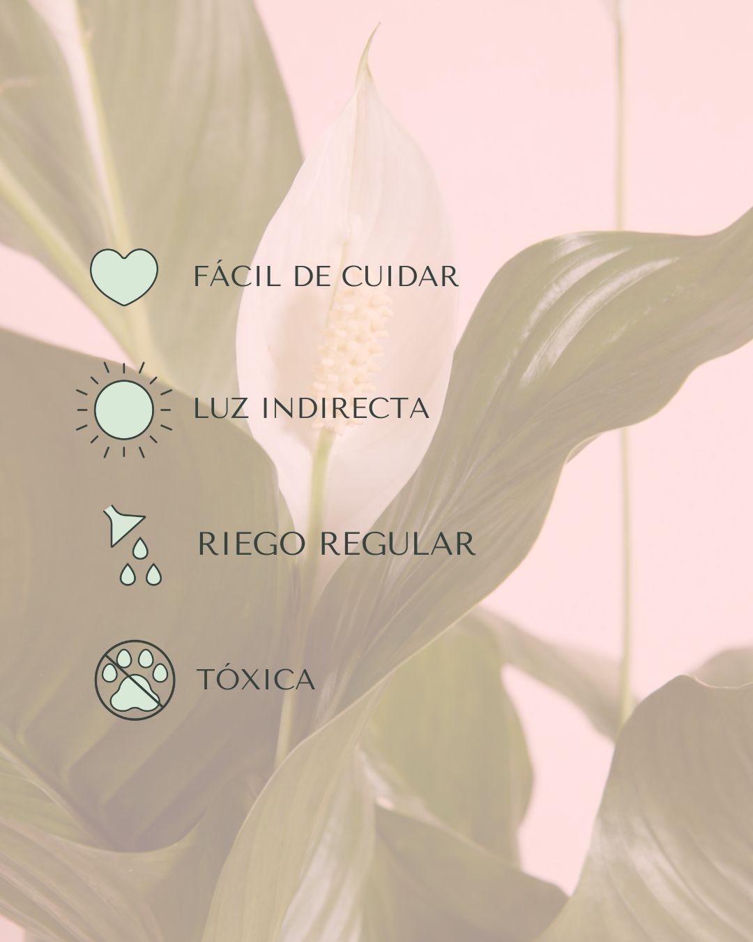 espatifilo mini cuidados