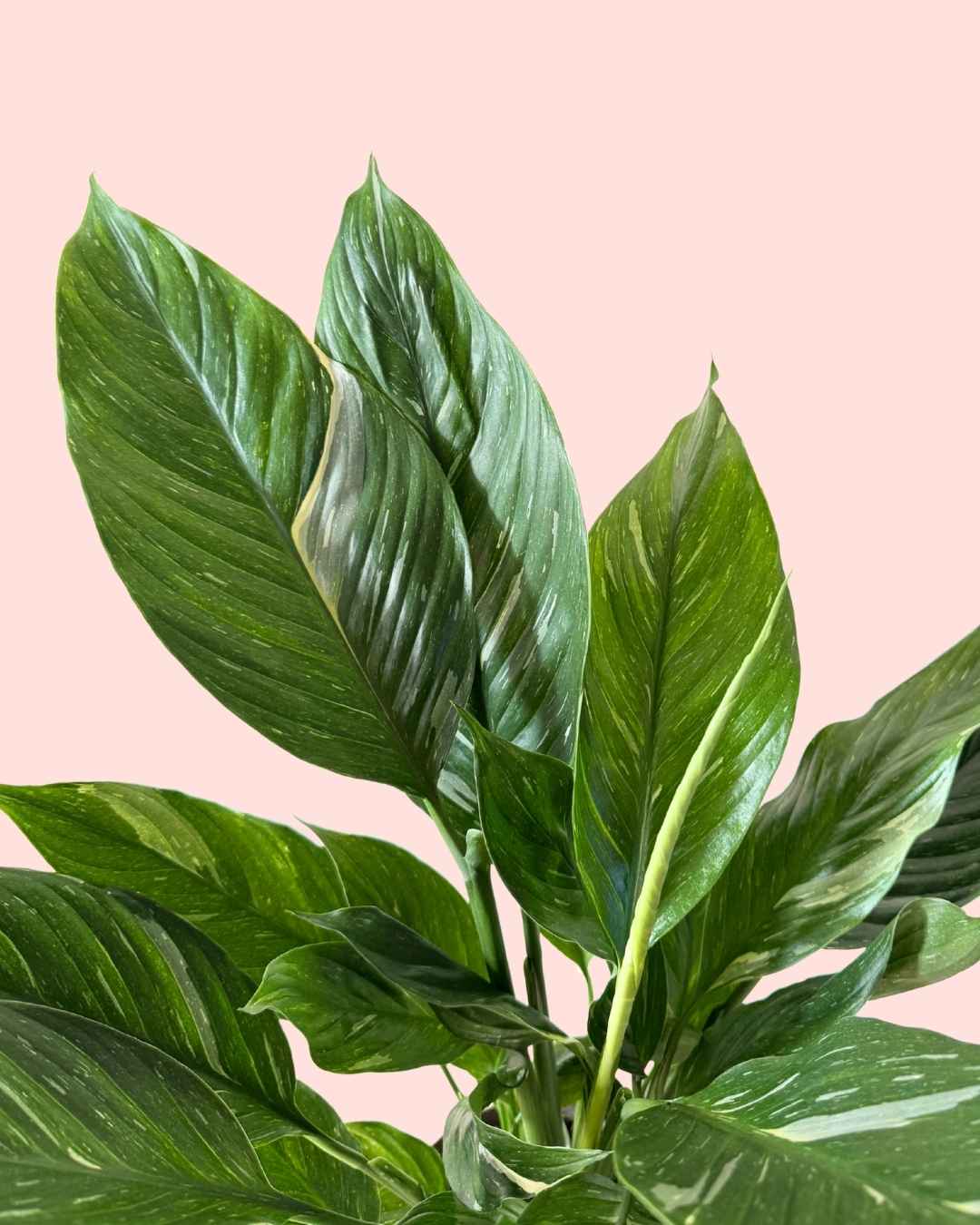 Espatifilo Variegado Diamond - Lirio de la Paz M - Pur Plant