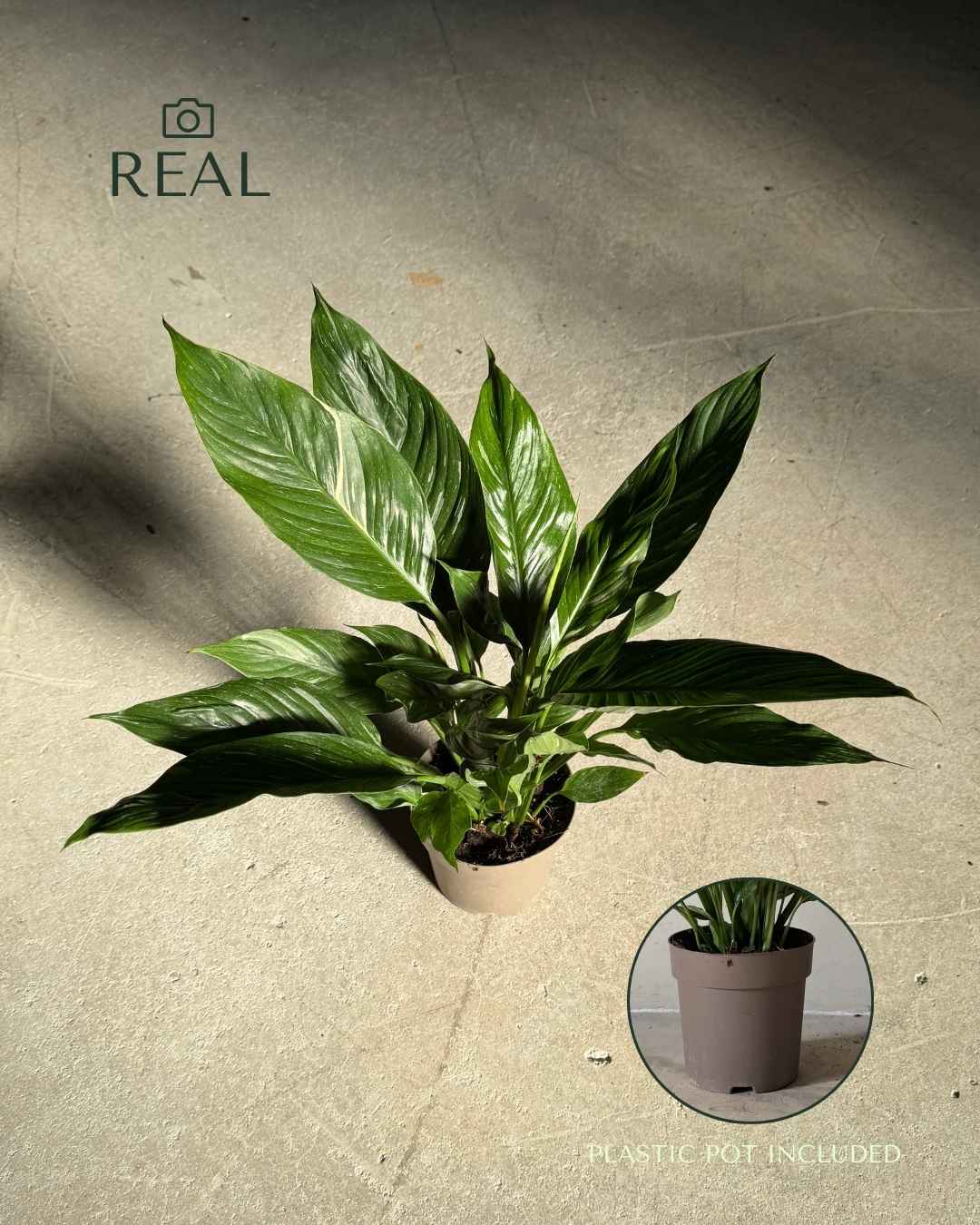 Espatifilo Variegado Diamond - Lirio de la Paz M - Pur Plant