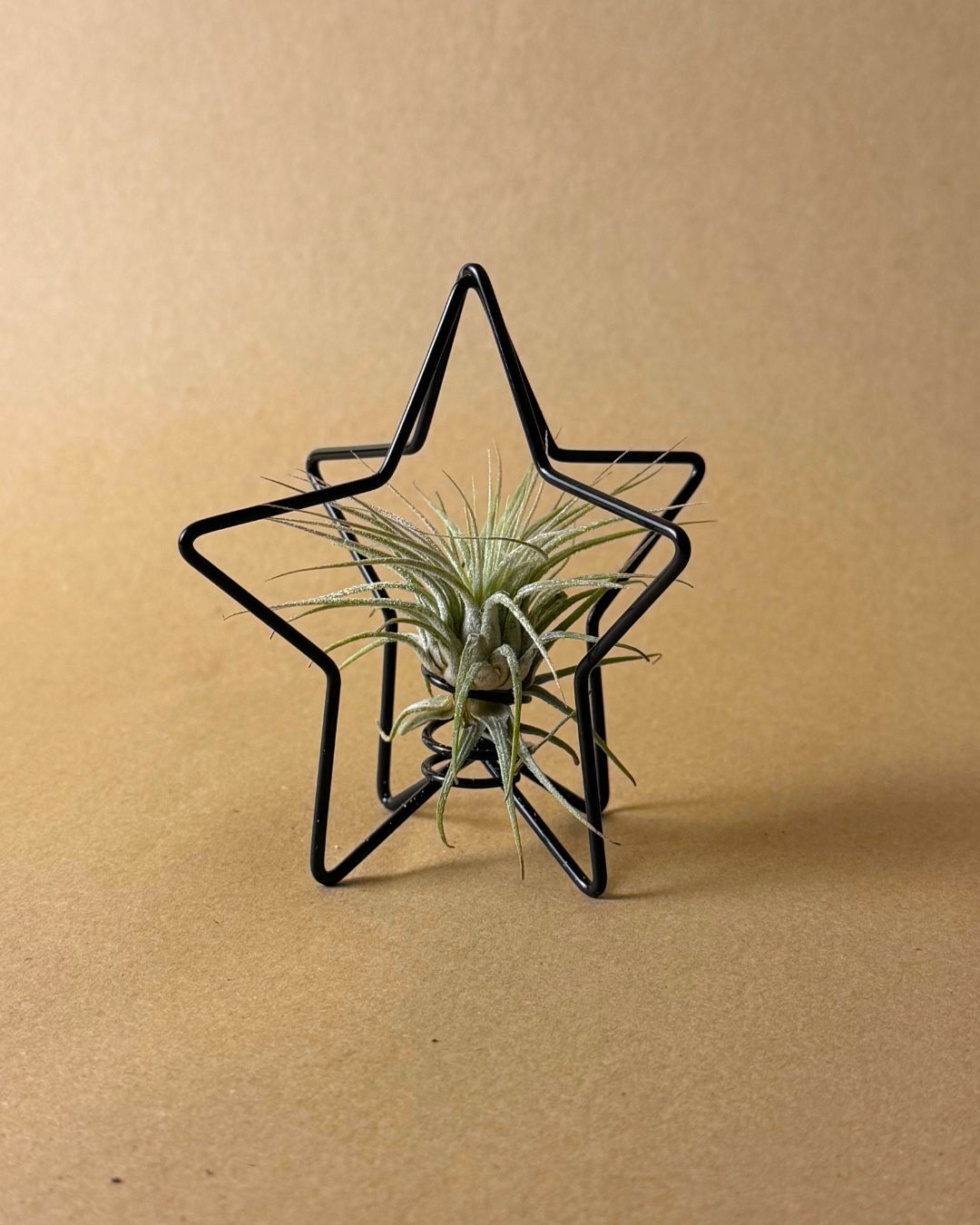 Estrella Árbol Navidad con Tillandsia - Pur Plant