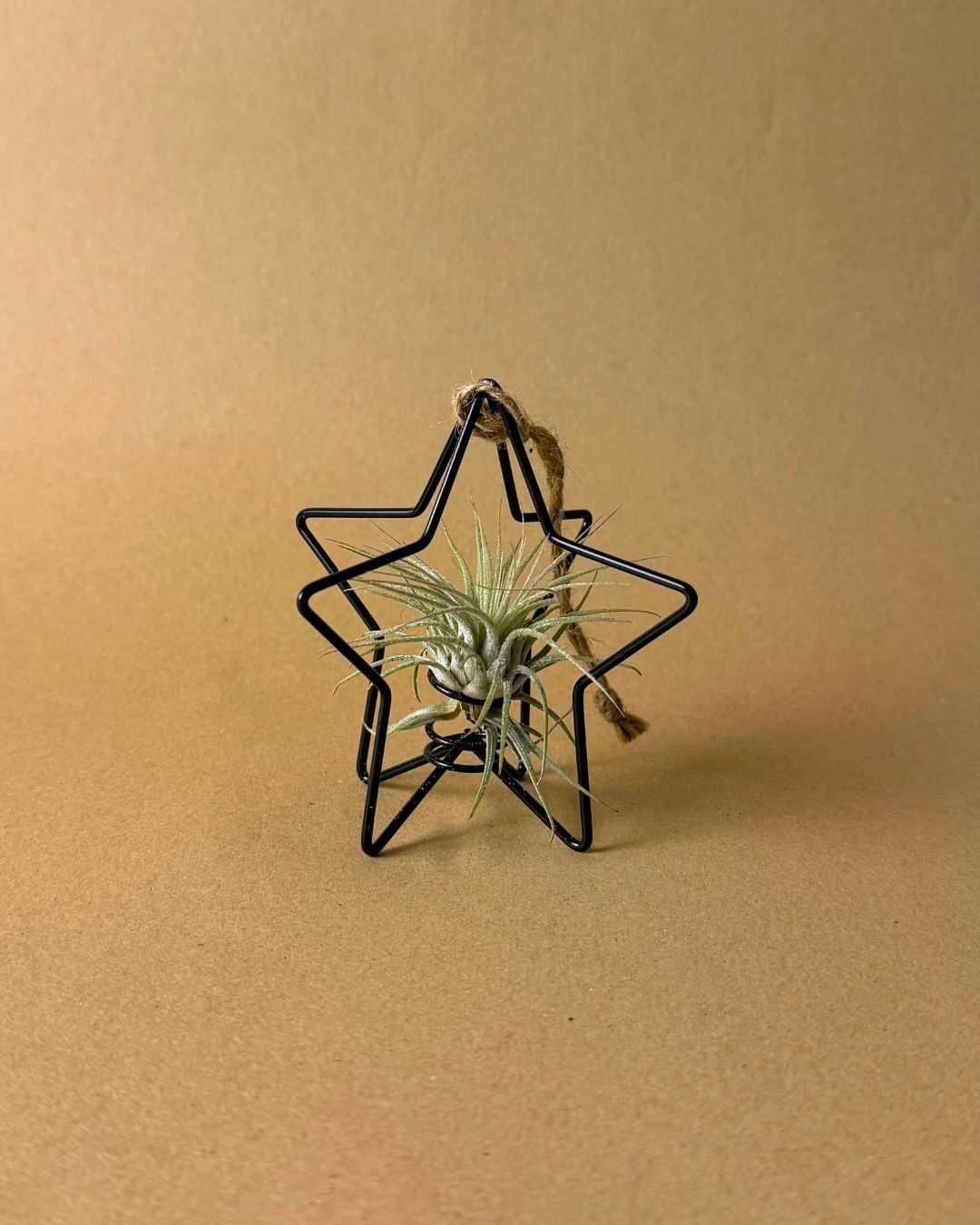 Estrella Árbol Navidad con Tillandsia - Pur Plant