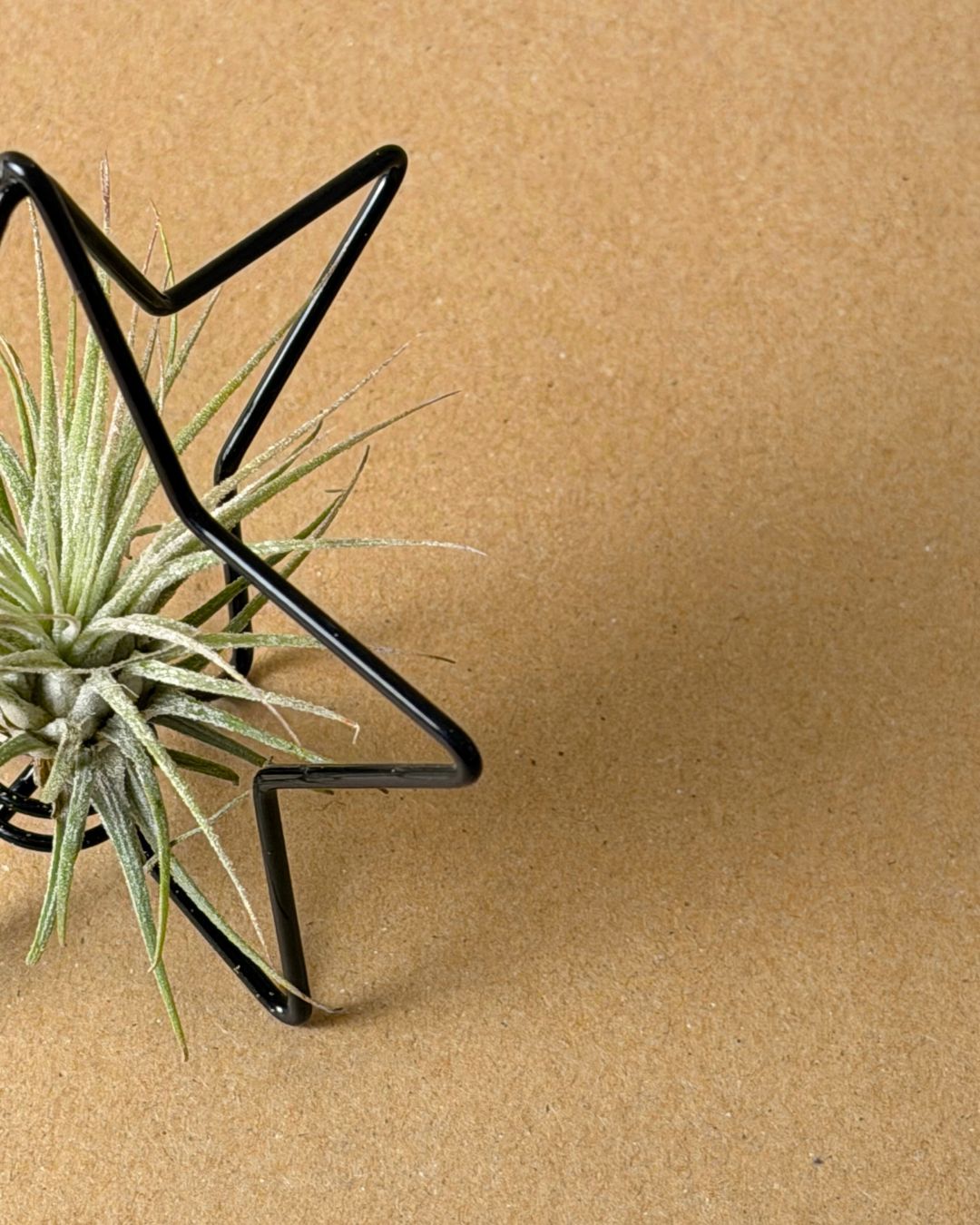 Estrella Árbol Navidad con Tillandsia - Pur Plant
