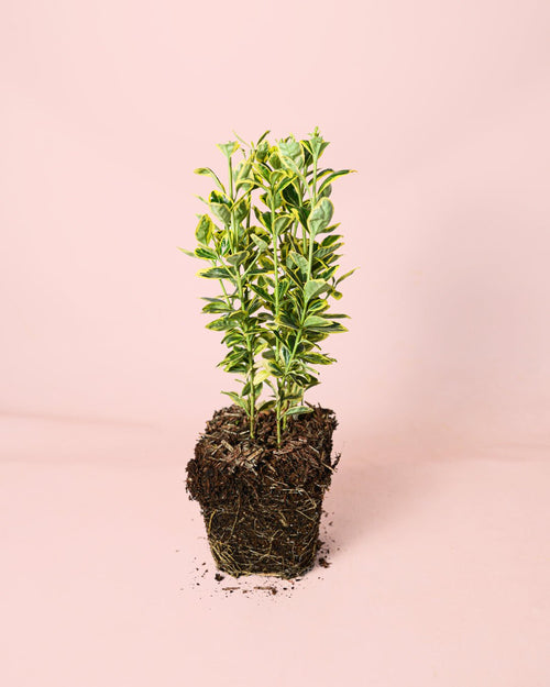 Euonymus Japonica Marieke M - Pur Plant
