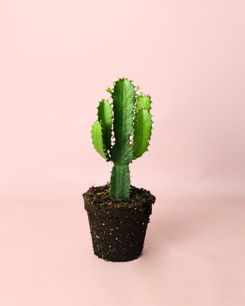 Euphorbia Ingens M - Pur Plant