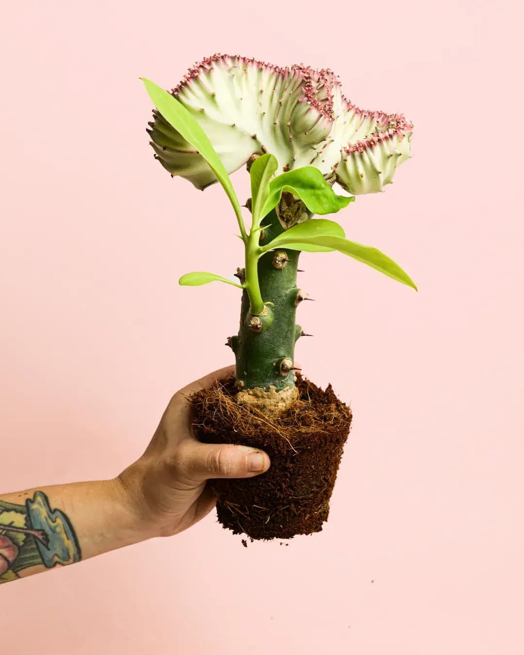 Euphorbia Lactea Mini - Pur Plant