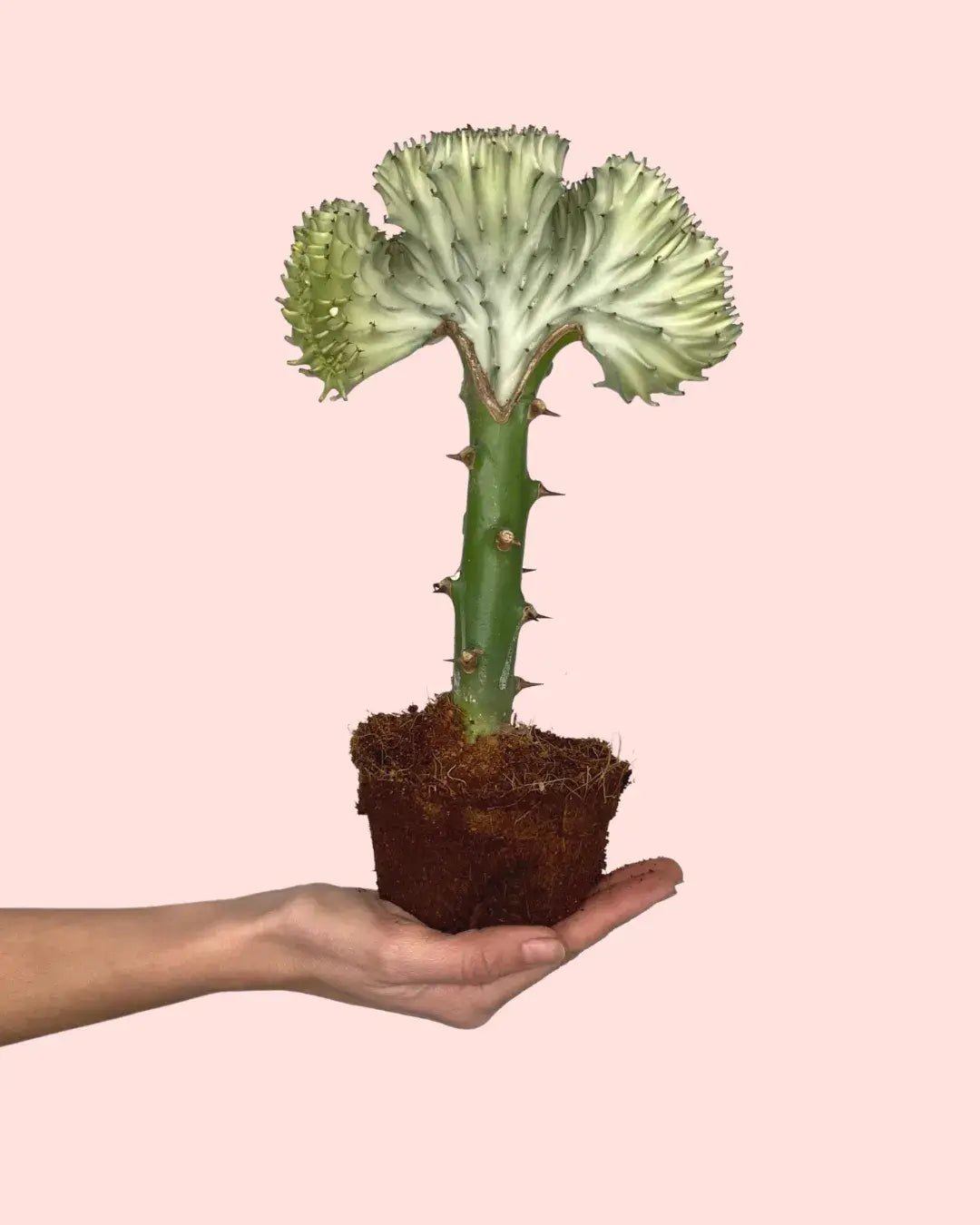 Euphorbia Lactea Mini - Pur Plant