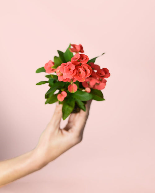 Euphorbia Milii Dark Pink Mini - Pur Plant