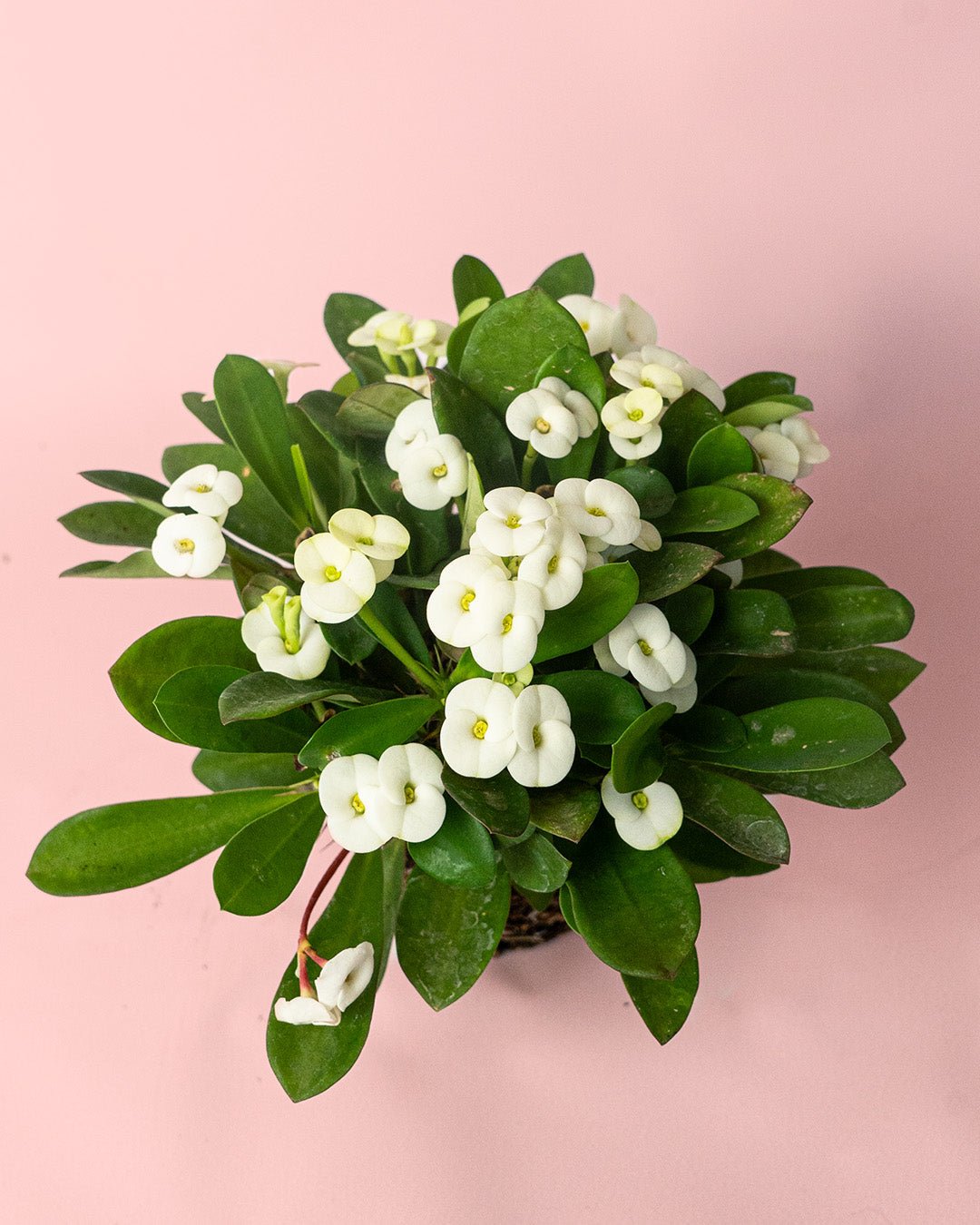Euphorbia Milii White Mini - Pur Plant