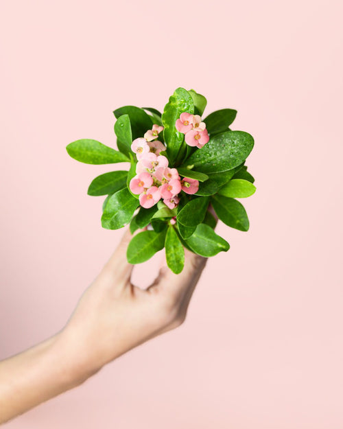 Euphorbia Milli Pink Mini - Pur Plant